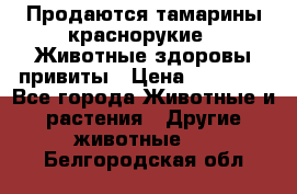 Продаются тамарины краснорукие . Животные здоровы привиты › Цена ­ 85 000 - Все города Животные и растения » Другие животные   . Белгородская обл.